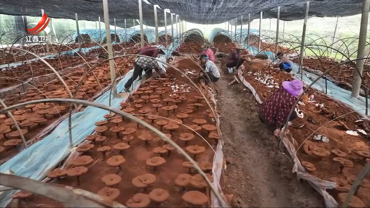 【赣鄱大地喜丰收】有机灵芝撑起乡村“致富伞”