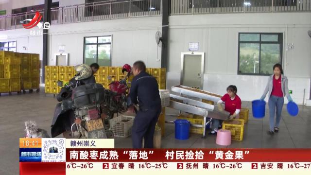 赣州崇义：南酸枣成熟“落地” 村民捡拾“黄金果”