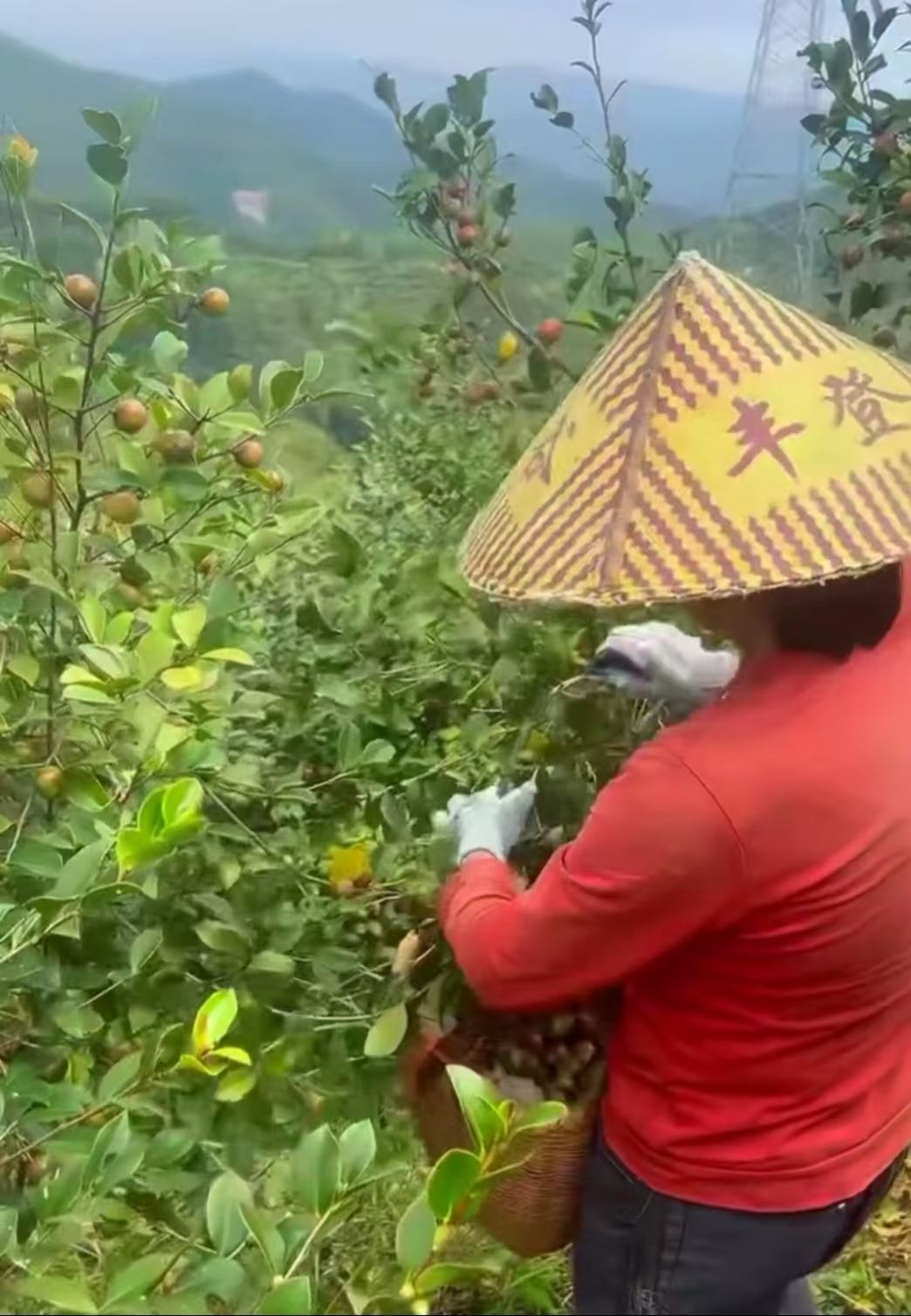 万载县仙源乡高岭村：金秋迎丰收 茶农笑颜开
