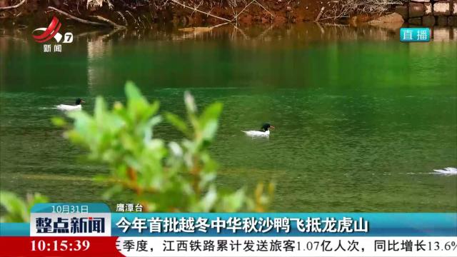 今年首批越冬中华秋沙鸭飞抵龙虎山
