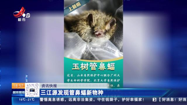 三江源发现管鼻蝠新物种