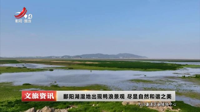 鄱阳湖湿地出现鸭浪景观 尽显自然和谐之美