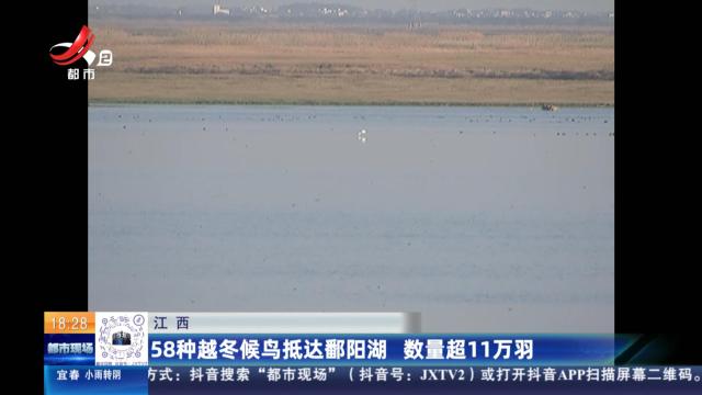 江西：58种越冬候鸟抵达鄱阳湖 数量超11万羽