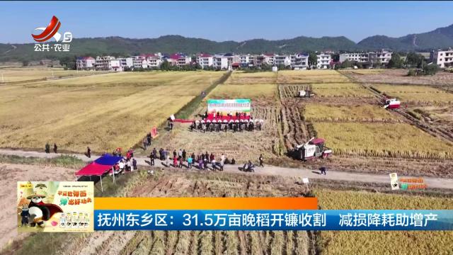 抚州东乡区：31.5万亩晚稻开镰收割 减损降耗助增产