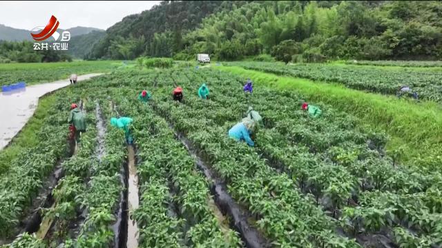 三农头条20241007