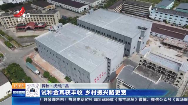 【赏秋】抚州广昌：试种金耳获丰收 乡村振兴路更宽