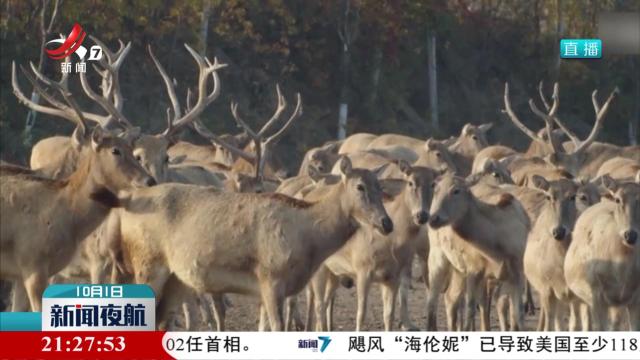 全国麋鹿种群数量超过1万只