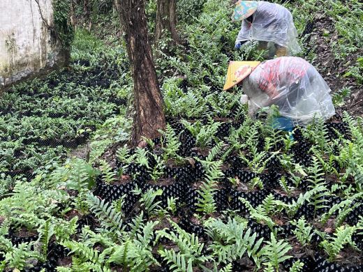 江西万载：试种中草药骨碎补 种出林下好“钱”景