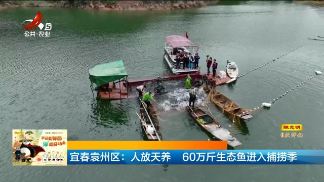 宜春袁州区：人放天养 60万斤生态鱼进入捕捞季
