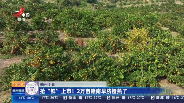 赣州于都：抢“鲜”上市！ 2万亩赣南早脐橙熟了