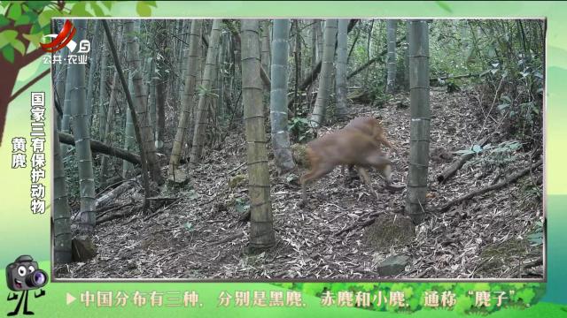 绿野秘踪20241001