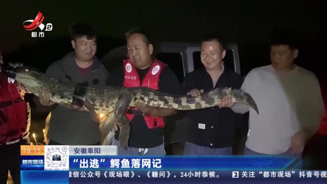 安徽阜阳：“出逃”鳄鱼落网记
