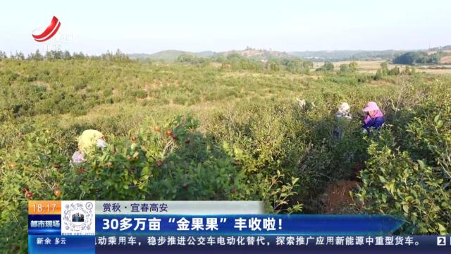 【赏秋】宜春高安：30多万亩“金果果”丰收啦！