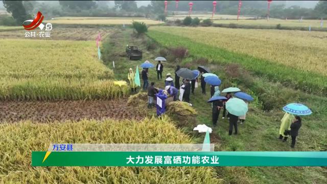 三农头条20241029
