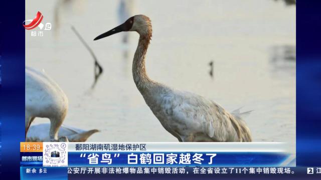 鄱阳湖南矶湿地保护区：“省鸟”白鹤回家越冬了