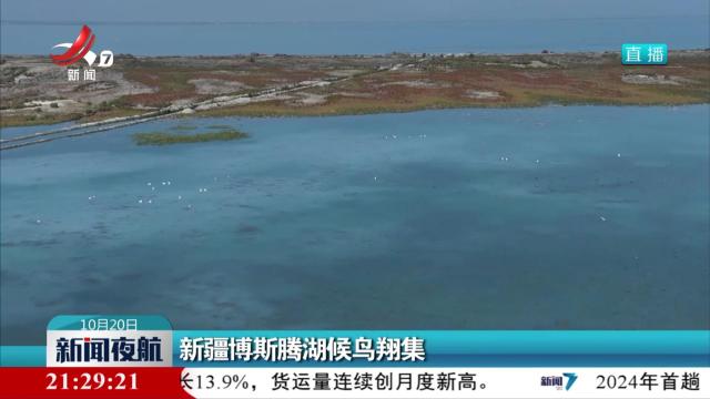 新疆博斯腾湖候鸟翔集