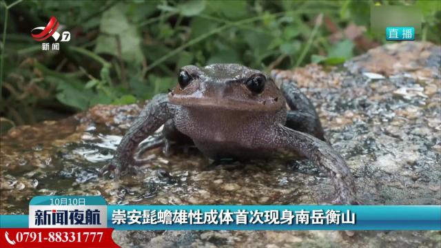 崇安髭蟾雄性成体首次现身南岳衡山