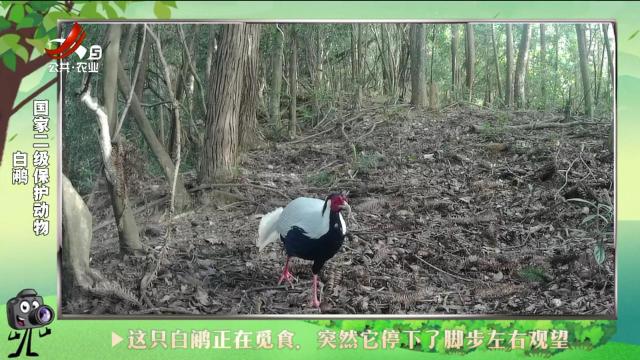 绿野秘踪20241016