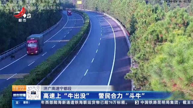 济广高速宁都段：高速上“牛出没” 警民合力“斗牛”