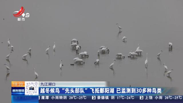 九江湖口：越冬候鸟“先头部队”飞抵鄱阳湖 已监测到30多种鸟类