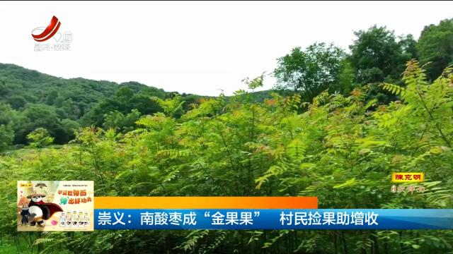 崇义：南酸枣成“金果果” 村民捡果助增收