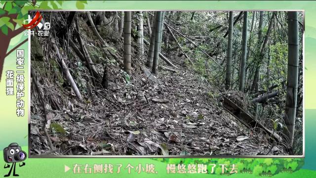 绿野秘踪20241020