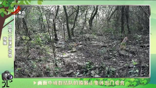 绿野秘踪20241017