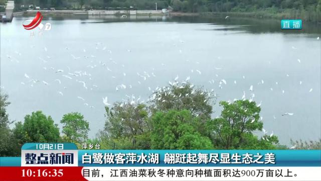 白鹭做客萍水湖 翩跹起舞尽显生态之美