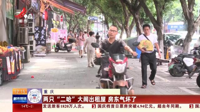 重庆：两只“二哈”大闹出租屋 房东气坏了