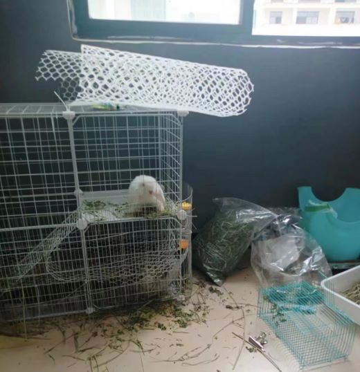 宜春市宜阳新区官园街道：调解养宠物纠纷 促进邻里和谐