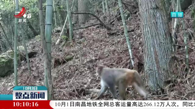 野生动物“肇事” 政府购买保险补偿