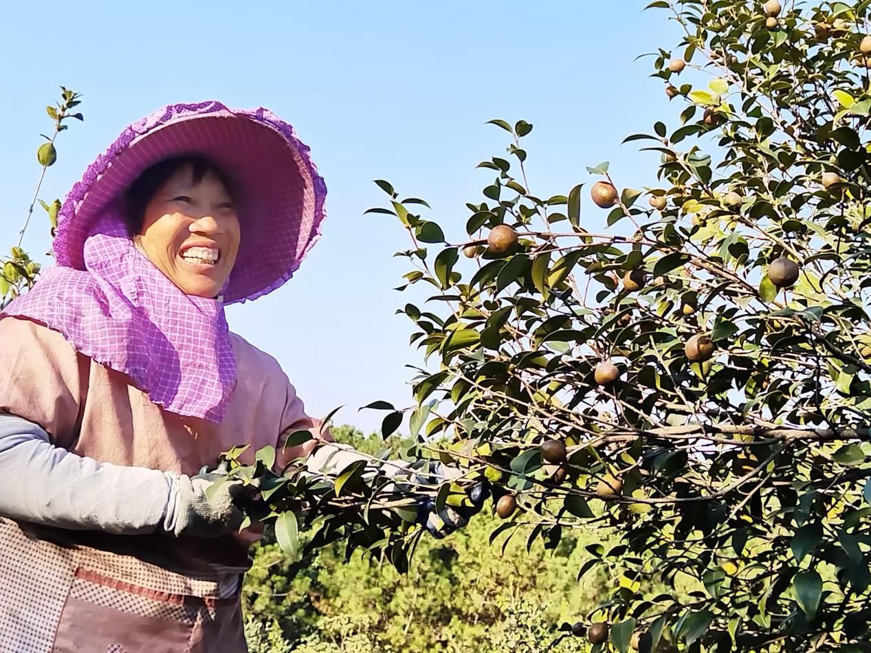 江西上高：油茶丰收采摘忙