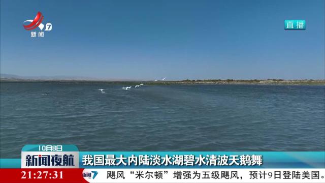 我国最大内陆淡水湖碧水清波天鹅舞