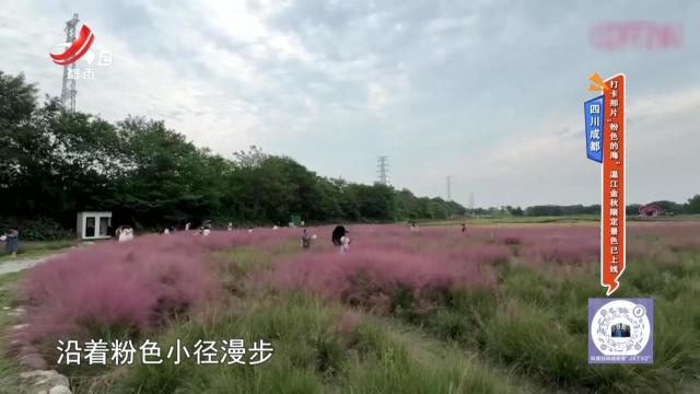 四川成都——打卡那片“粉色的海” 温江金秋限定景色已上线