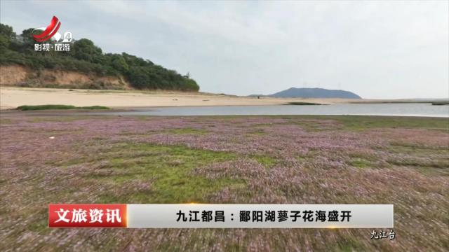 九江都昌：鄱阳湖蓼子花海盛开