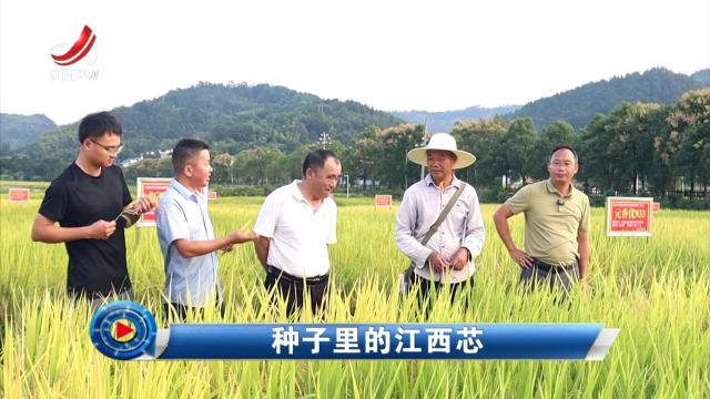 社会传真20241008 种子里的江西芯