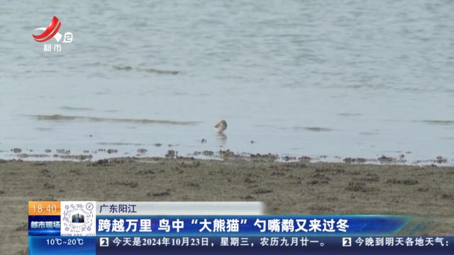 广东阳江：跨越万里 鸟中“大熊猫”勺嘴鹬又来过冬