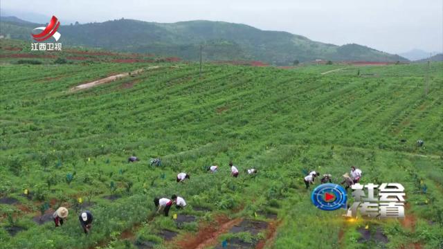 社会传真20241007 把技术成果“种在”田间