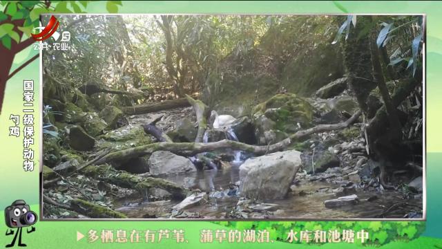 绿野秘踪20241023