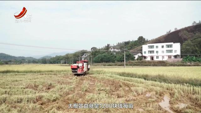 三农头条20241021