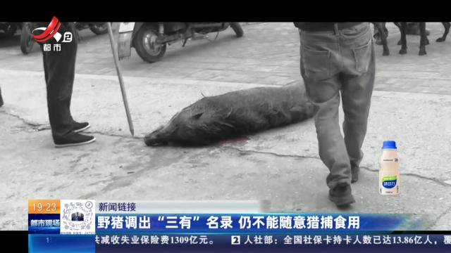 【新闻链接】野猪调出“三有”名录 仍不能随意猎捕食用