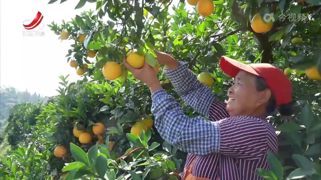 【赣鄱大地喜丰收】金秋好“丰”景 瓜果飘香鱼满仓