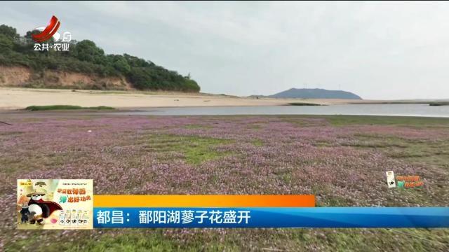 都昌：鄱阳湖蓼子花盛开