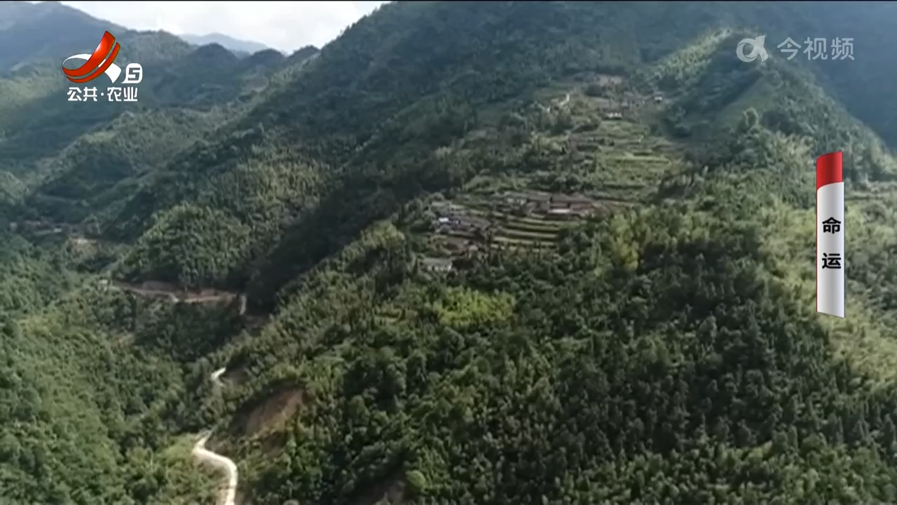 乡村栏目剧场20241024 命运