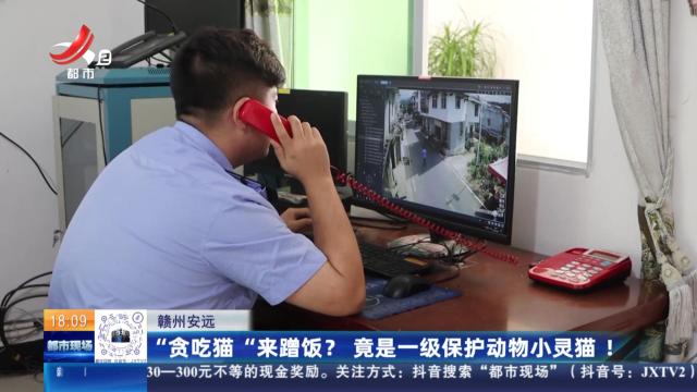 赣州安远：“贪吃猫”来蹭饭？ 竟是一级保护动物小灵猫！