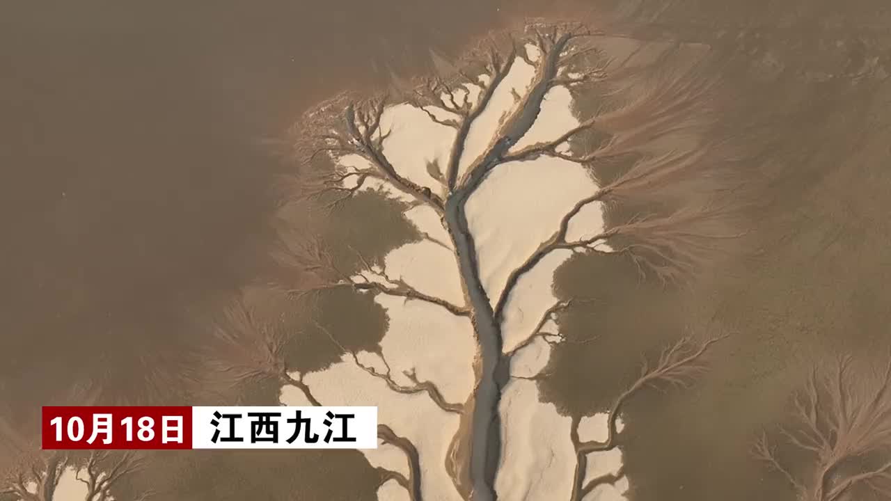 九江都昌：鄱阳湖极枯水期现“大地之树”奇观