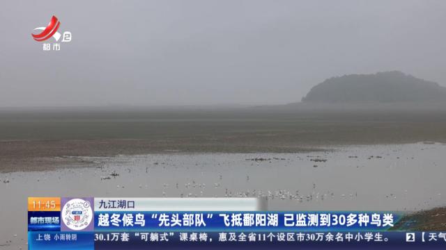 九江湖口：越冬候鸟“先头部队”飞抵鄱阳湖 已监测到30多种鸟类