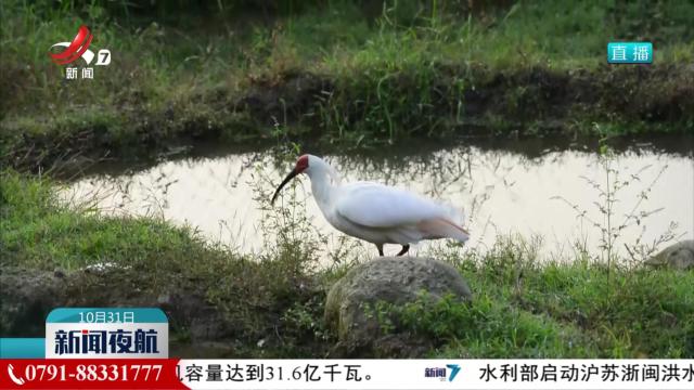 我省再次引入朱鹮进行野化放归实验