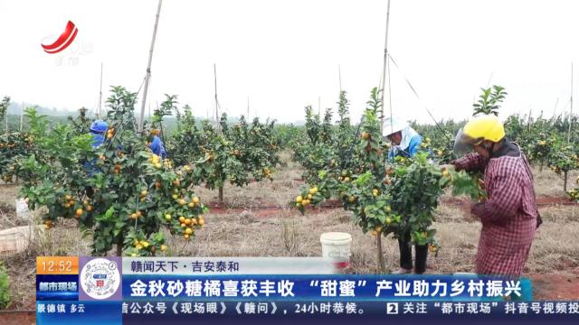 【赣闻天下】吉安泰和：金秋砂糖橘喜获丰收 “甜蜜”产业助力乡村振兴