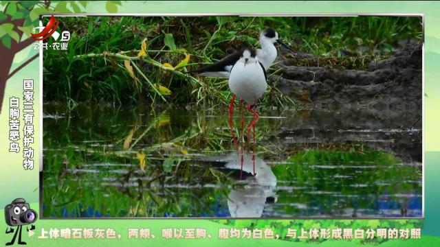 绿野秘踪20241006